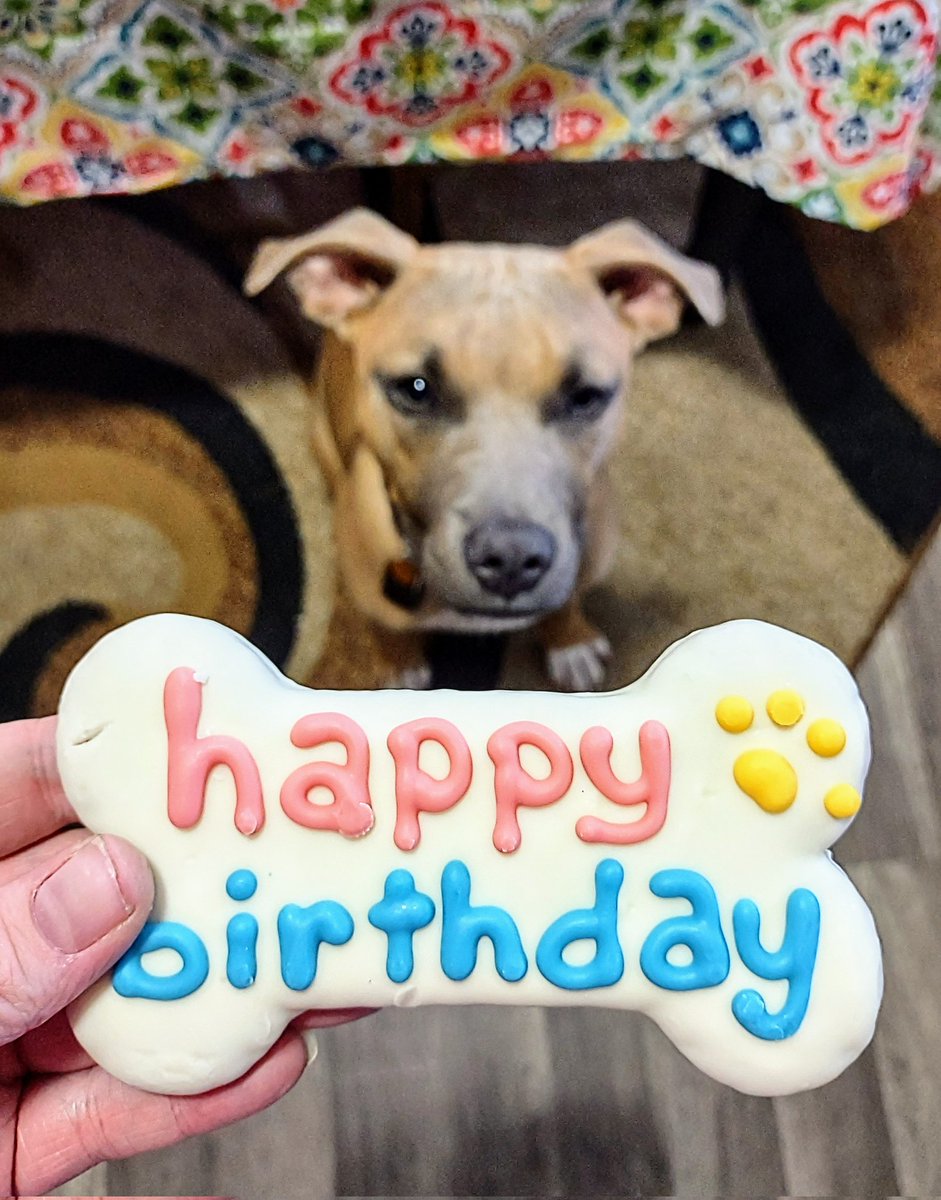 QueenZher0's tweet photo. We adopted a friend 🐕🏡💜
#dog #puppy #adoption #rescued #love #family #pets #cute #HappyBirthday https://t.co/bLxffgf3U1