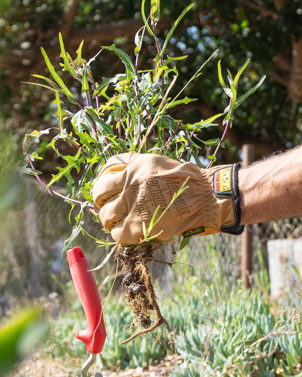 If you've ever needed a productive way to work out some anger issues, look no further than pulling weeds. We use the water resistant Leather Cow Driver Gloves for max protection. 

#MechanixWear #MechanixGloves #CowDriverGloves #LeatherGloves #YardWork #Gardening