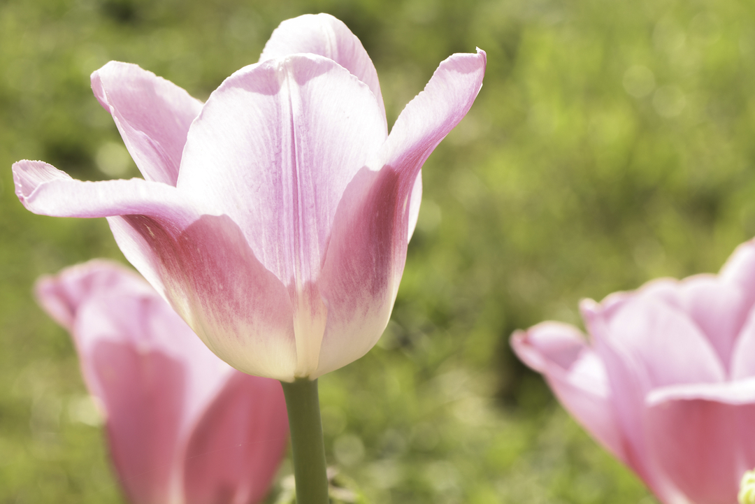JennaM_Photo's tweet photo. Here are some calm vibes for your Tuesday afternoon! 😶‍🌫️ No matter what you’re up to, take a moment for yourself today. You deserve it!

Photo was taken in May with my #CanonEOSR. Subscribe to my newsletter below to get updates about the floral collection. Link in bi https://t.co/SB3m7jtApH