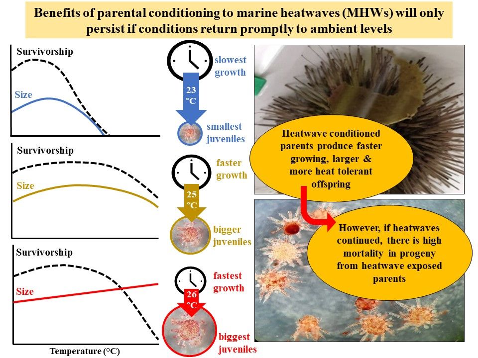 || NEW RESEARCH || Live‐fast‐die‐young: Carryover effects of heatwave‐exposed adult urchins on the development of the next generation 📄 bit.ly/3Q1QnP0 @JayMinuti @BaydenRussell @ProfMariaByrne @HemrajAshley @MarineFutureLab @SWIMSHKU @hku_science @HKUSBS