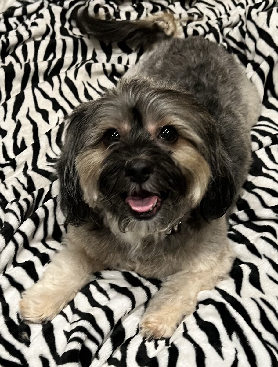 ugcbymarlene's tweet photo. @BrensCreatives We would love to create pet content for brands 🐶 https://t.co/zAHZNs5REo