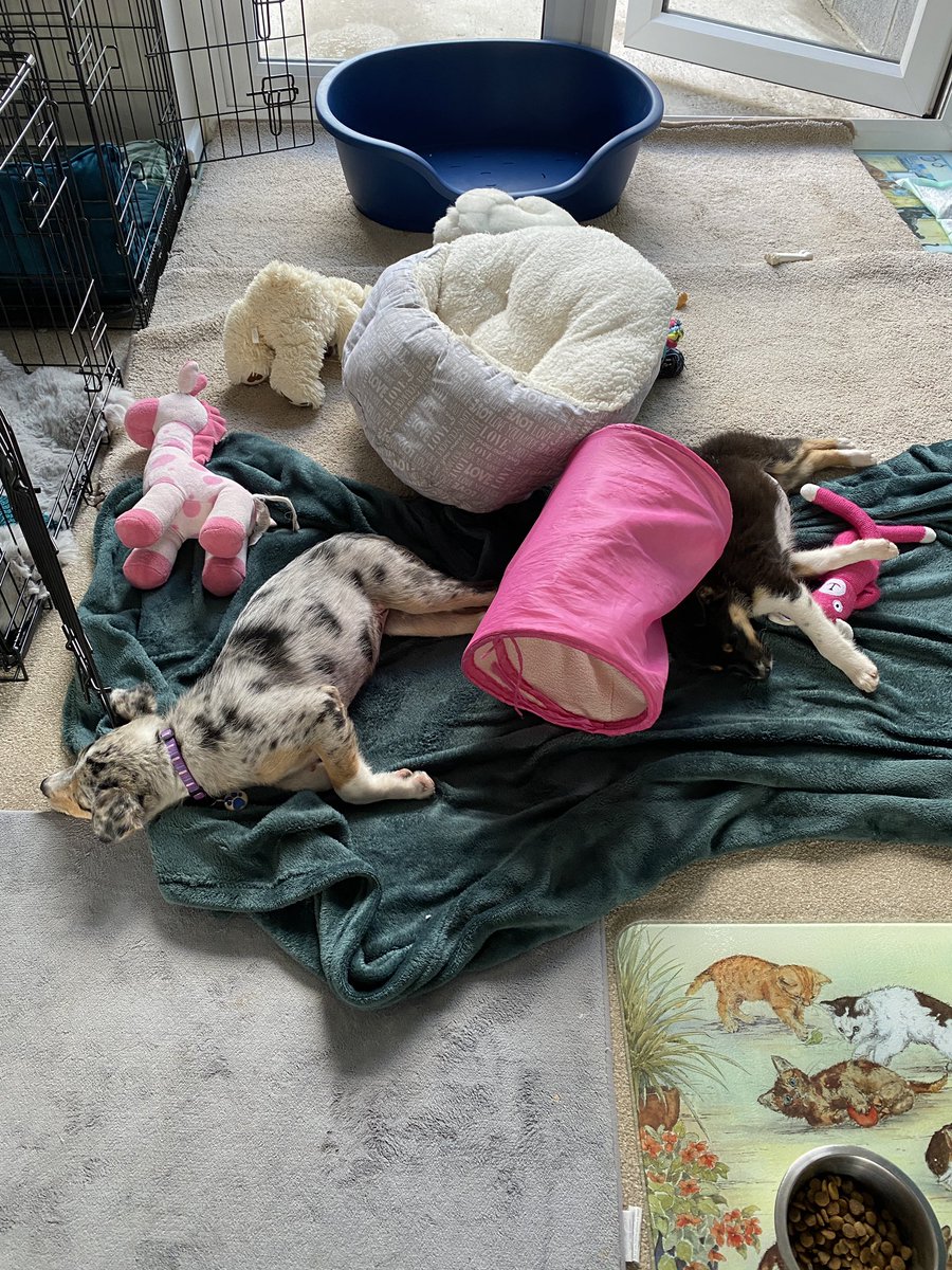 pets_4_sitters's tweet photo. Puppies quiet for a brief moment #bordercollie #Puppies #puppylove https://t.co/rDHBbJarFW