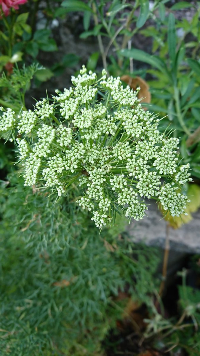 Julie3Dharris's tweet photo. Looks like #heatwave2 might bring ammi into flower. #floweroftheday https://t.co/i07Mjh2jDR