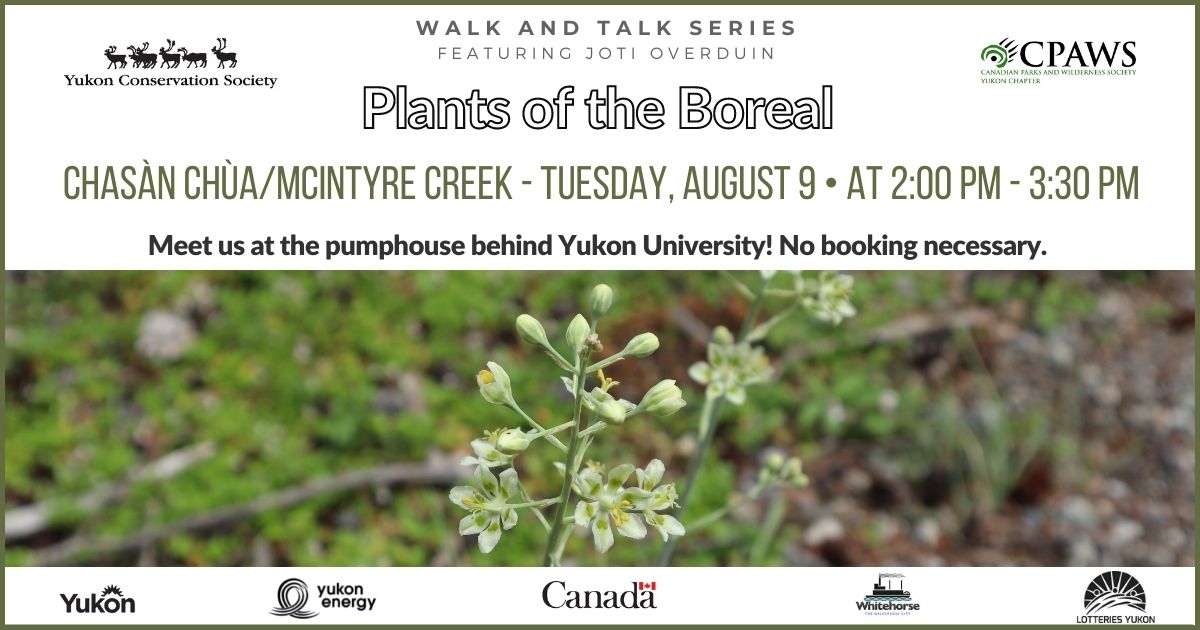 YCSYukon's tweet image. Join us today at 2pm - 3:30pm for a special walk and talk series hosted by CPAWS Yukon in collaboration with YCS. 🌱🌸 #plantwalk #plantknowledge #freewalks #plantsoftheboreal #communityevent