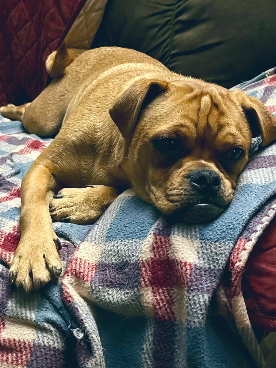 EwingHelping's tweet photo. @GoodSam Anywhere my family and friends can be together including my fur family and especially #MyWalter https://t.co/ELRyx9vudb