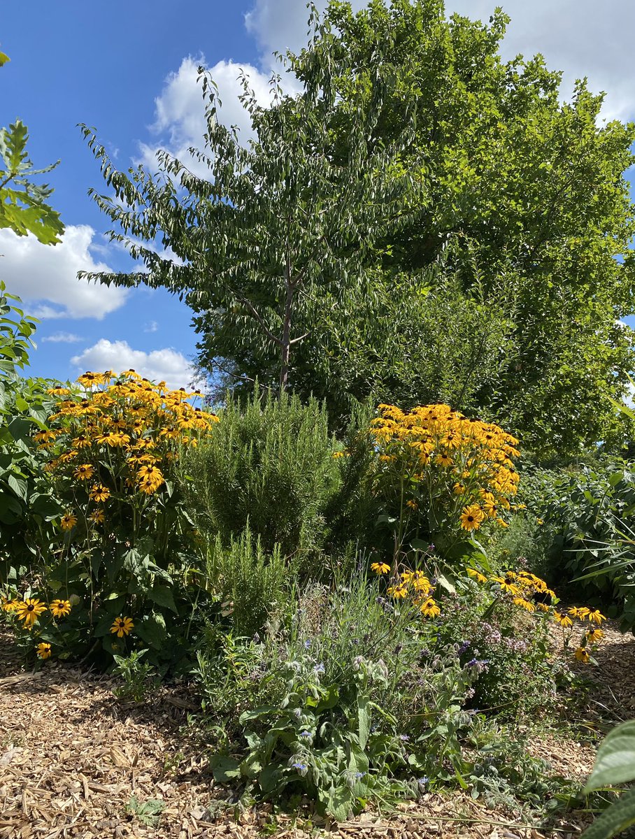 Heybournepark's tweet photo. #GrahameParkπͺ΄ππ³
#Summer2022 at #HeybournePark #Communitygardening #Communityplot #NW9 #Barnet https://t.co/b9L0L6dmEh