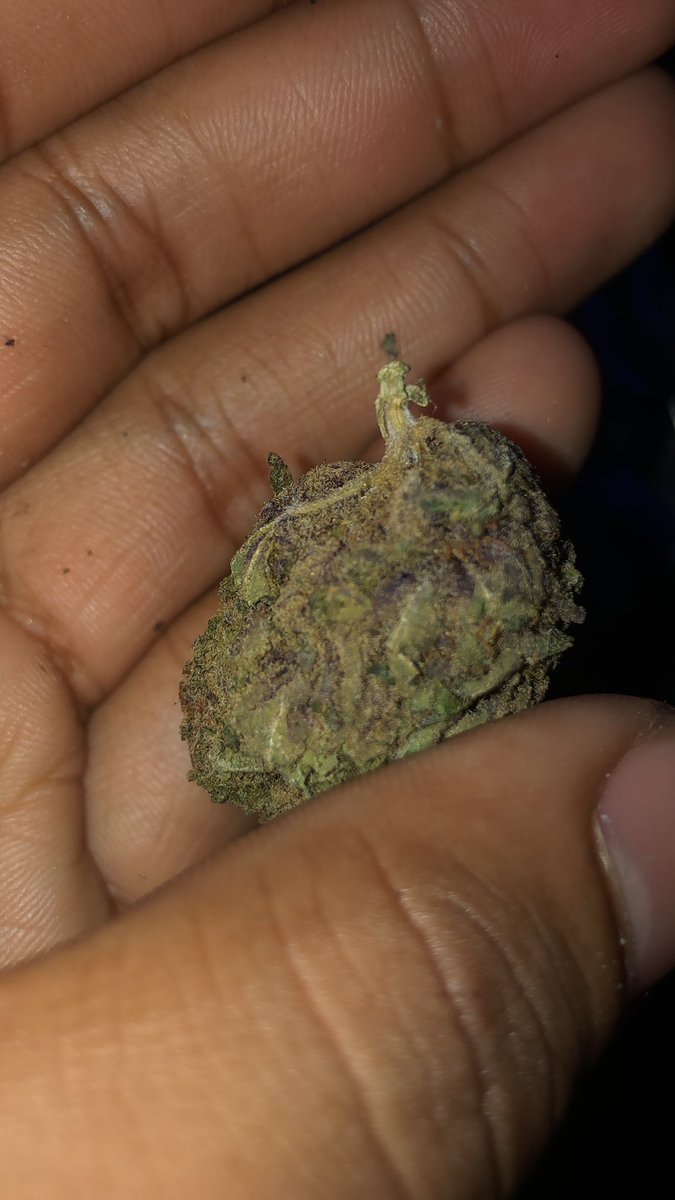 SUBMISSIONX3's tweet photo. @TheGoblinnn rate my weed in your videos next time you do a rate my subscriber shi 🔥 https://t.co/Y9MZNqNKES