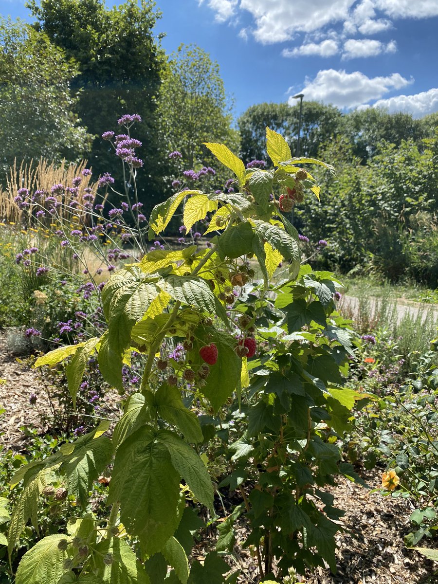 Friends of Heybourne Park tweet media