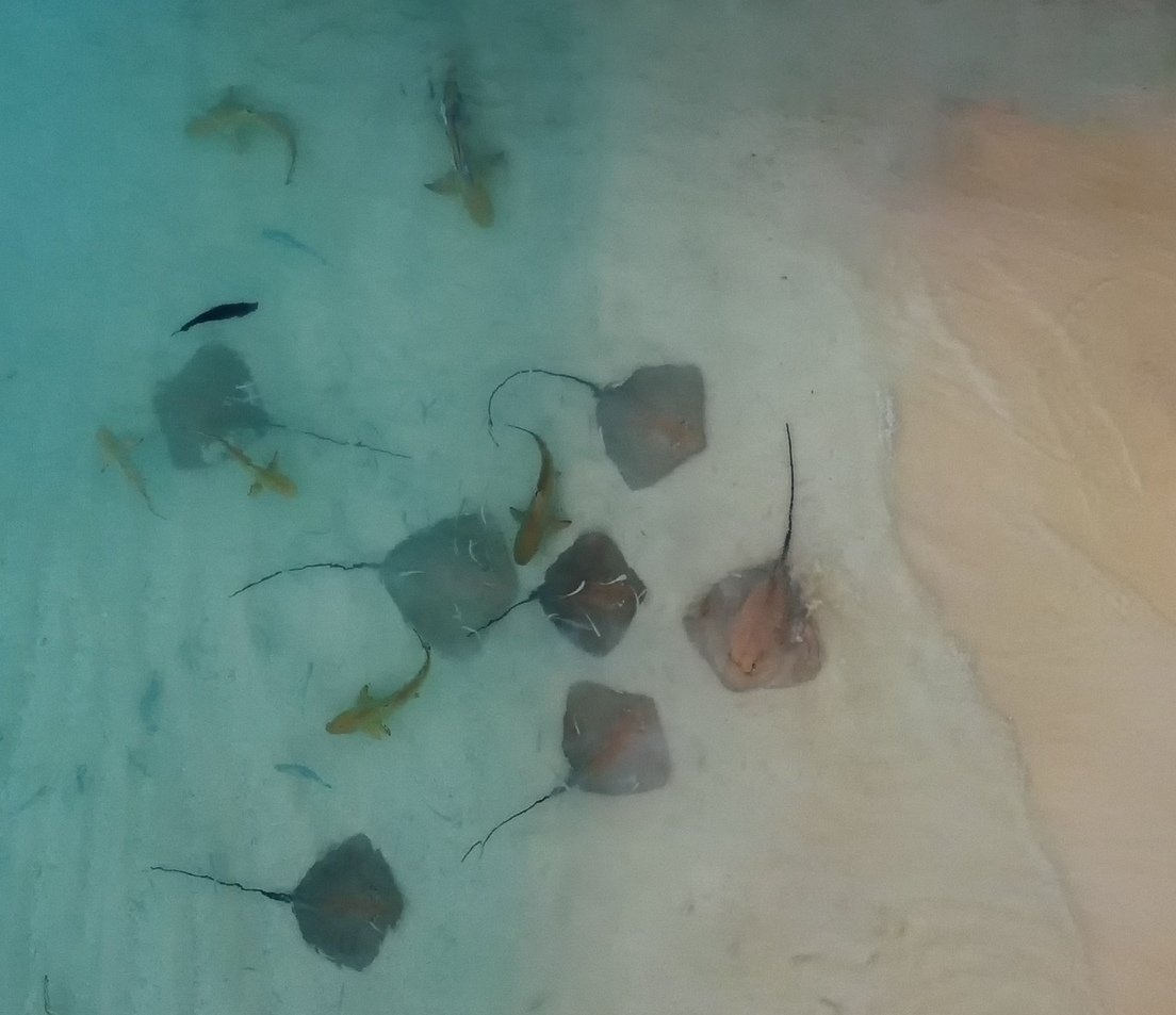 EuropeanSecret's tweet image. Swimming with #sharks and #stingrays in Indian Ocean. @visitmaldives #Maldives