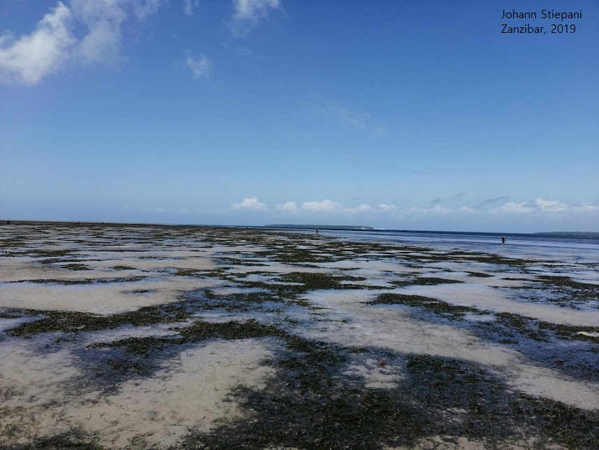 New paper out Social – ecological system analysis of an invertebrate gleaning fishery on the island of Unguja, Zanzibar 🦀🐙🐚🌊 Thank you for everyone who was involved in the process of this paper! The following 🧵highlights fieldwork and key findings doi.org/10.1007/s13280…