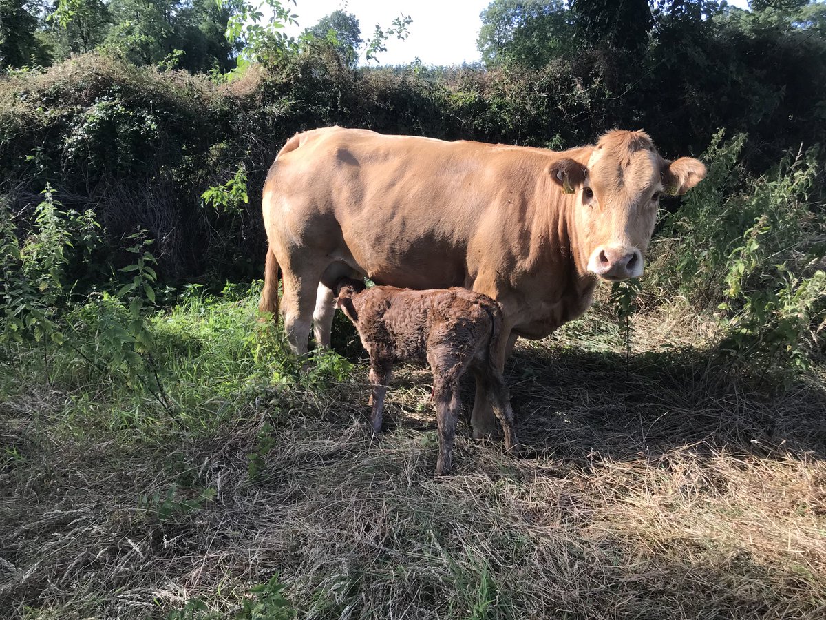 granshalimousin's tweet photo. Hot weather to go calving , but what do I know! At least she picked a shady corner and sorted herself. Jym bull (lm4872)-Loyal 3rd calver https://t.co/mXgqVk90CK