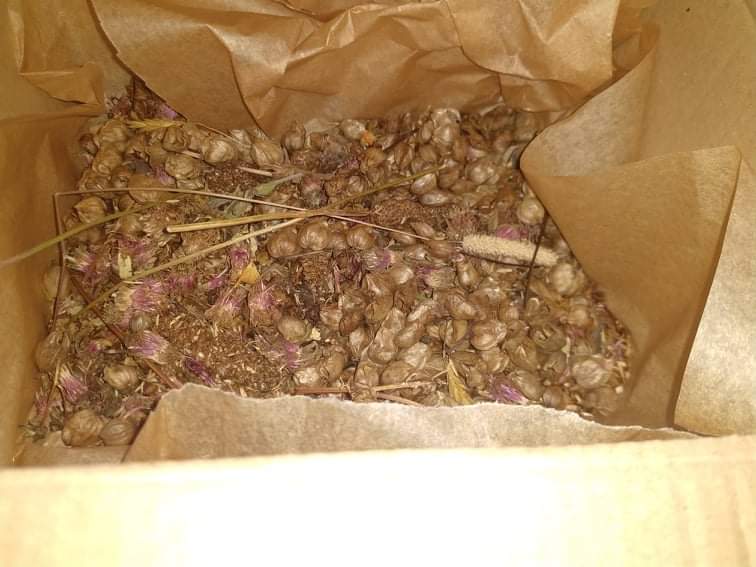 ClimateActionNE's tweet photo. Super exciting day collecting a new supply of #yellowrattle seeds harvested directly from our local #rewilding farm site and destined for our next #PollinatorParks project with @wildcraftnation and @SharonEnv1 πππΏ #meadowmaker #minimeadows #rewilding #community #climateaction https://t.co/6XXen4hJV8