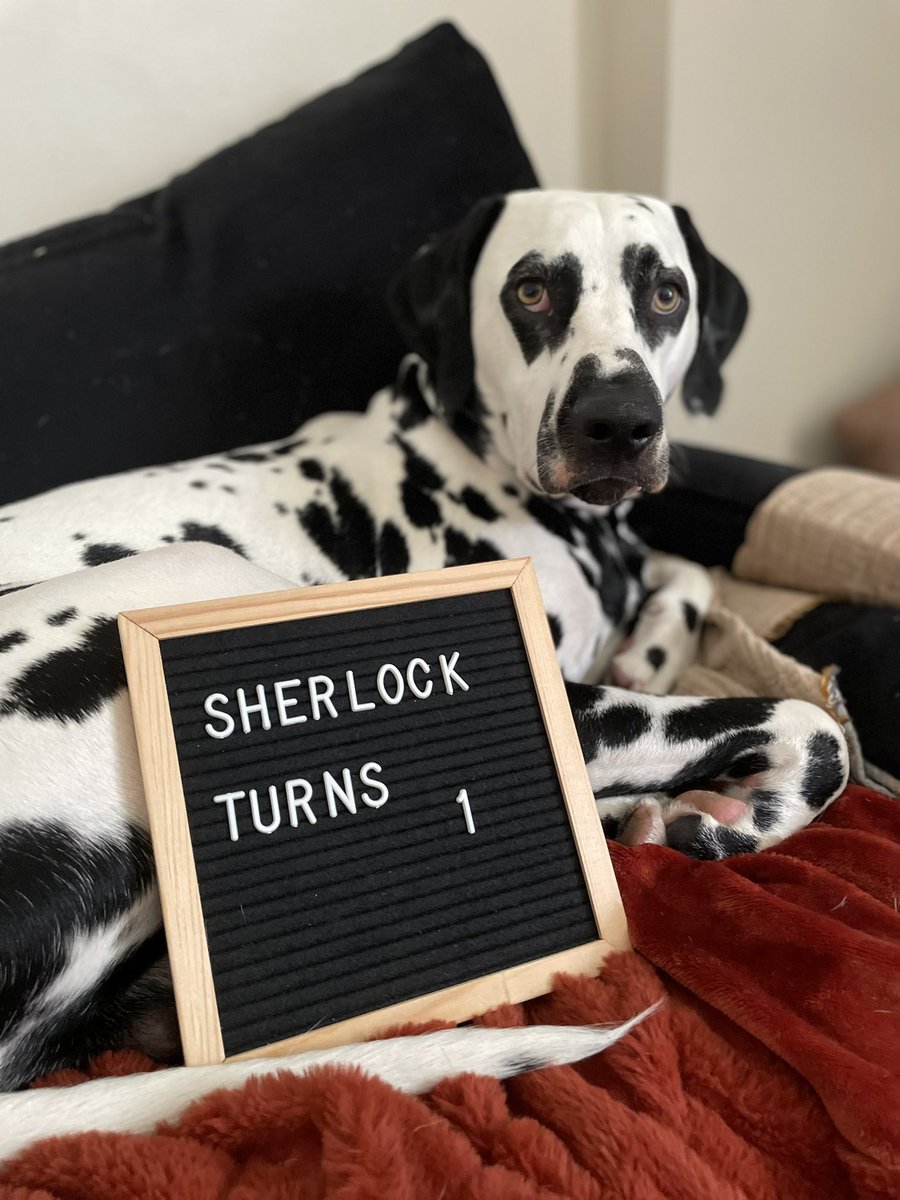 SergioMourato_'s tweet photo. Happy birthday 🥳 Sherlock 🎉 1 year old 🐶 #dalmationsofinstagram #dalmation #dalmationpuppy #dalmations https://t.co/CC7D27WSTF