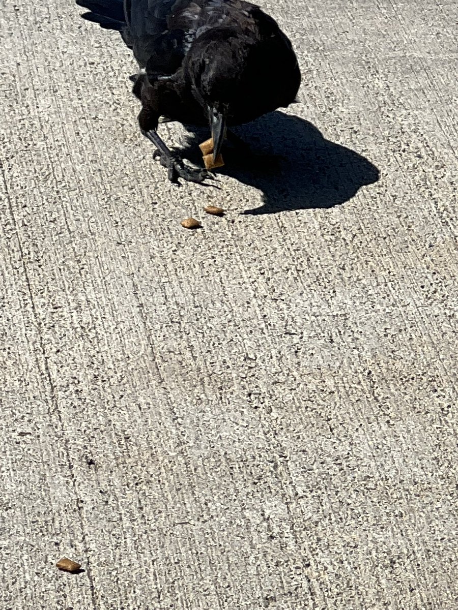 BrionKerry's tweet photo. There was a murder today. (And a greedy baby) #crowbro #murderaday #corvidlife https://t.co/Uej34jVIXa