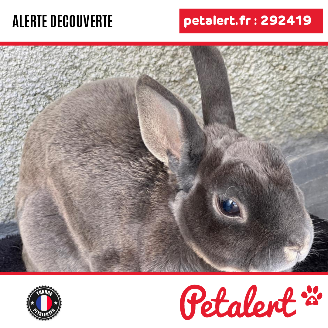 petalert_france's tweet photo. Trouvé #Lapin #LoireAtlantique #LeBignon #Petalert #PetAlert44 / https://t.co/uowePSrgmh https://t.co/CvRjv57PMF