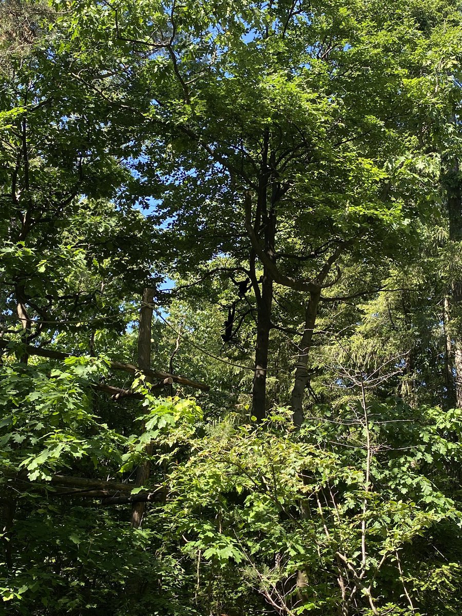 primatweeps's tweet photo. Keep those guesses coming! Time for Clue #1: In the wild, these primates are exclusively arboreal and can brachiate through trees across gaps up to 30 feet wide! Does this help you #FindThatPrimate? #PrimatePlaytime #primatology #primatweeps #scicomm 
📸@DrAshleyEdes https://t.co/etMfONgJHQ