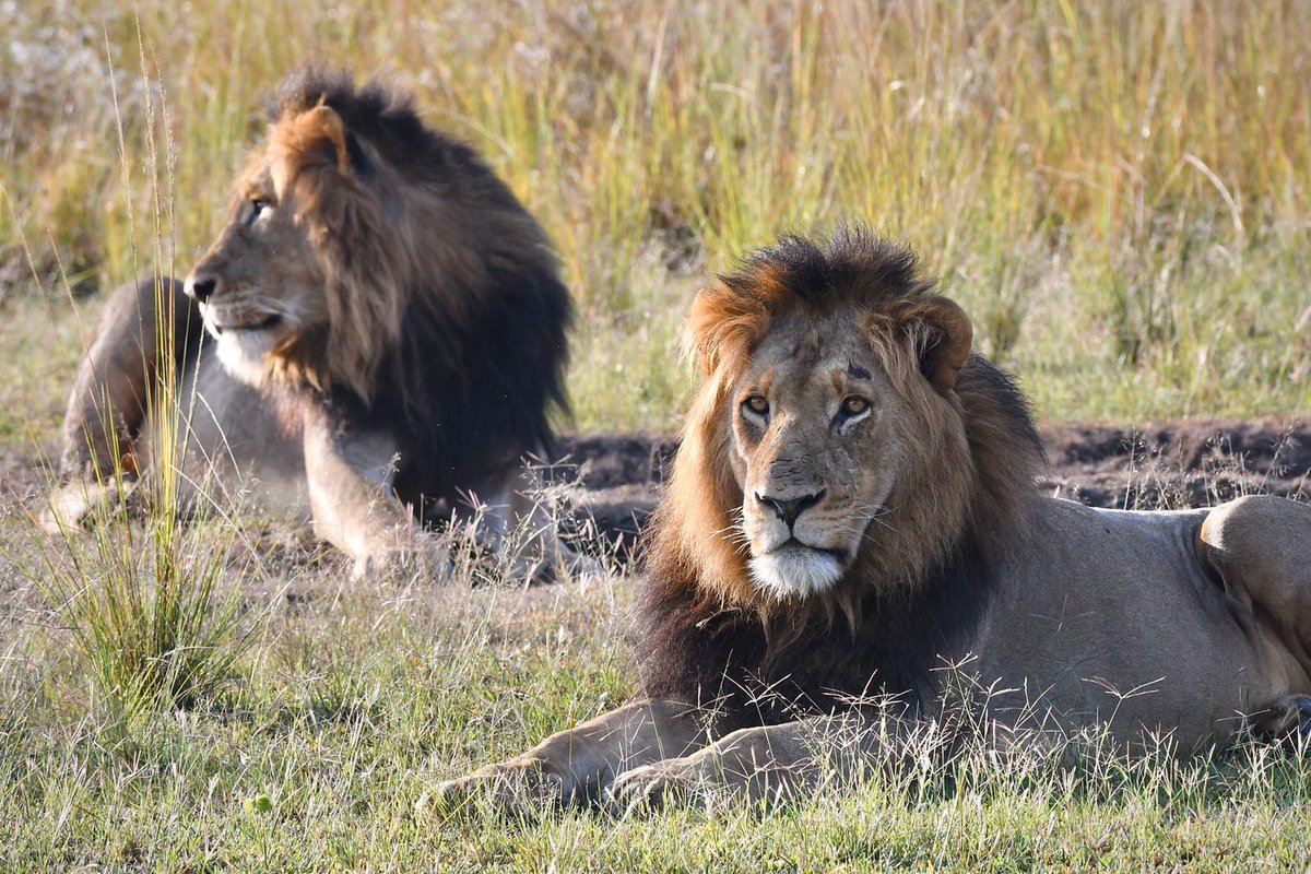 Akagera National Park tweet media