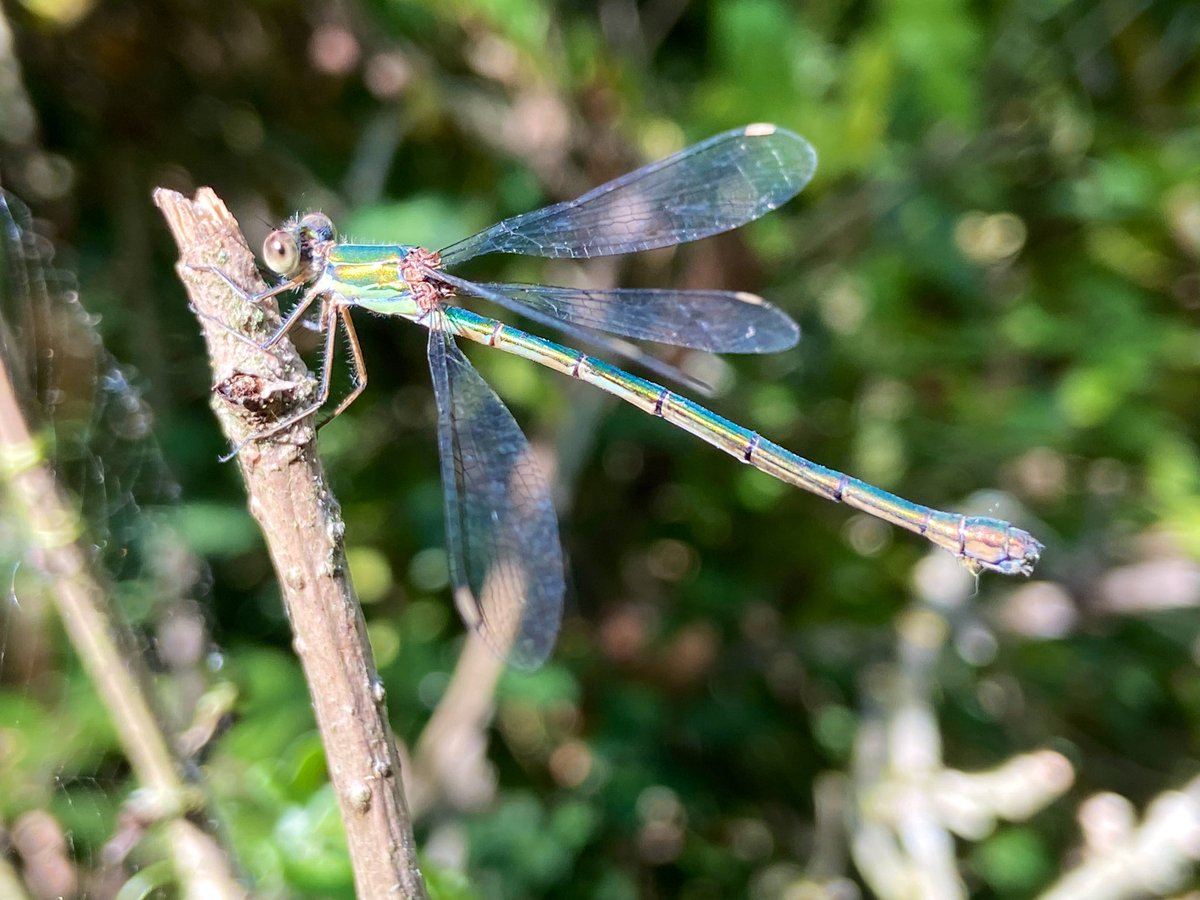 e_dewever's tweet image. Paul 2 ans et demi…
A l’abri de chaleur, petites observations au Marais Philippe Rapeneau de #Fampoux site géré par le @CENHDF #nature #environnement