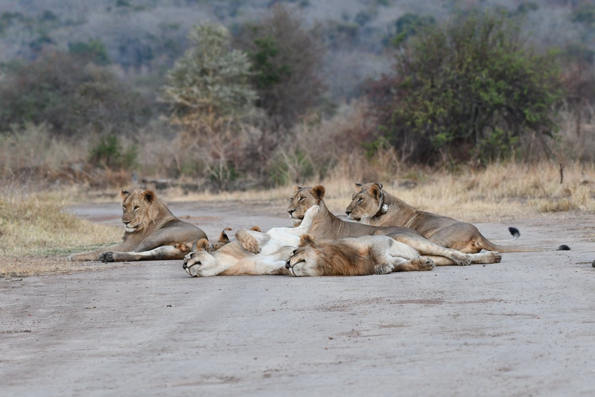 Akagera National Park tweet media