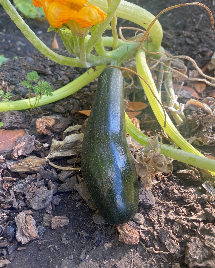 GoldenRoadRE's tweet photo. It's harvest time!! 🍉 🍈 🥕 🥒 

Always a rewarding feeling to pick and eat the plants we grew over the season. Feels like our own grocery store in the backyard...
.
.
.
.
.
#FarmFresh #GreenScreen #Gardening #GardeningTips #Landscaping #Summertime https://t.co/MWCrA1uk1O