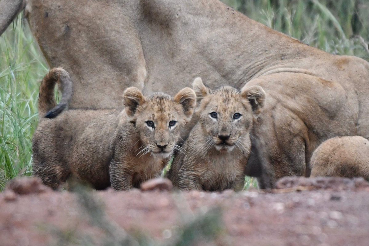 Akagera National Park tweet media