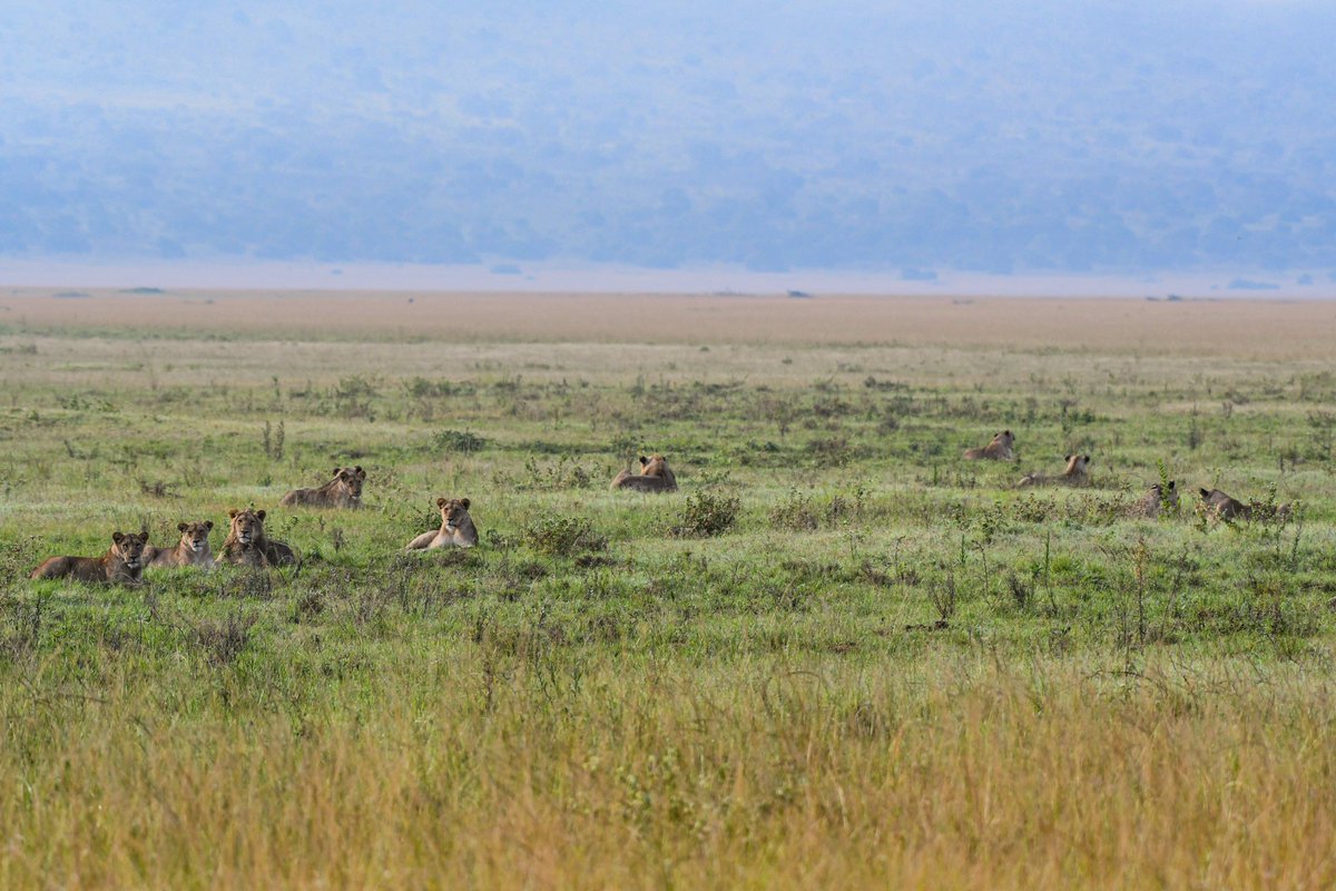 Akagera National Park tweet media