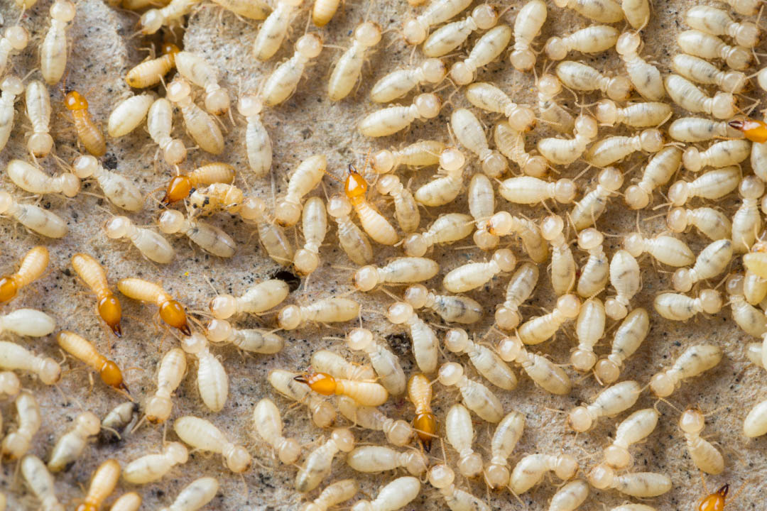 MultipletasksKY's tweet image. Our experienced termite inspection team will locate any infestations in order to determine the next steps of removal or extermination. #TermiteInspection bit.ly/3nt6GaY