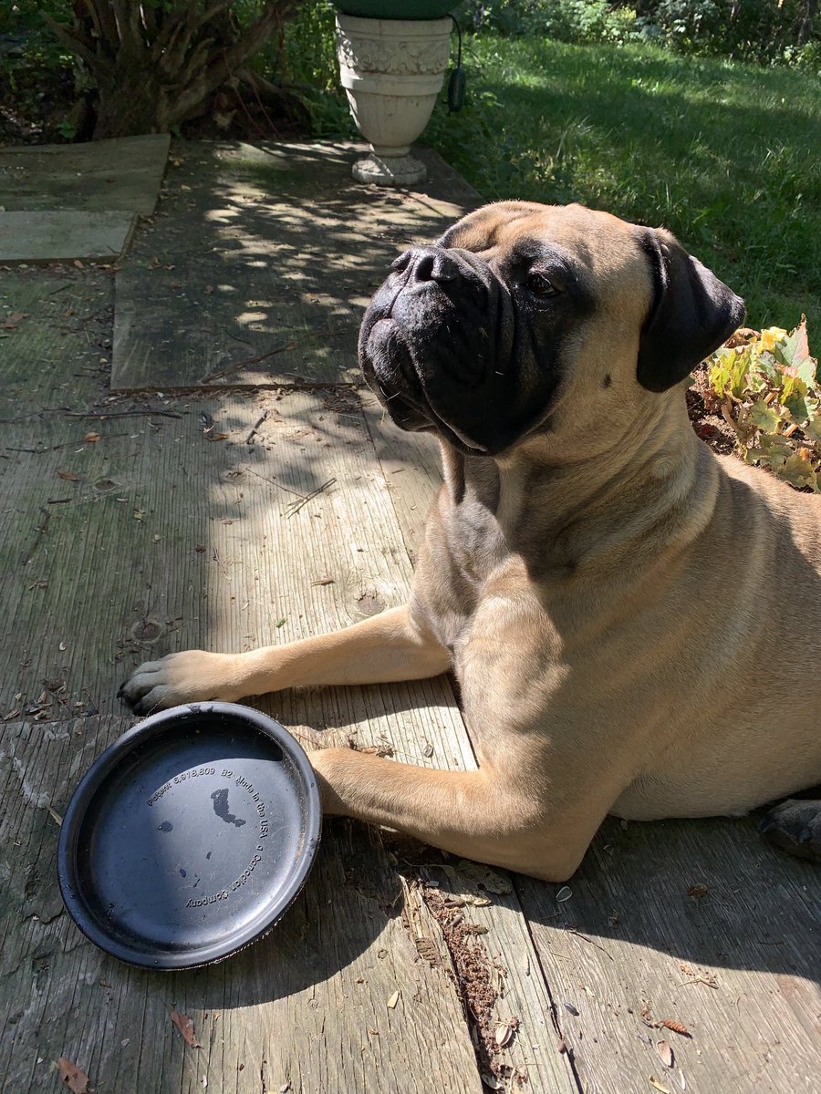 ackabee_barb's tweet photo. It’s Frisbee Tuesday in the sunshine: .“ it’s my fav toy … lol❤️🐶🐾does you have a fav toy ??? WOOFS!
I would wuv to see many likes and or retweets please -❤️’s you my furiends
#frisbeetuesday
#favtoy
#sunshine https://t.co/DIe9l0ZSvs