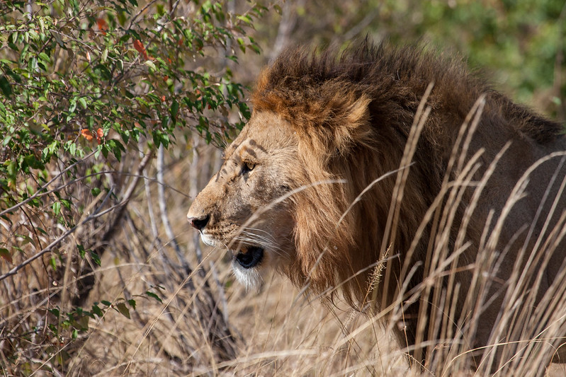 Today is #WorldLionDay. In the last 2 decades, lion populations have dropped by over 40%. Habitat loss, illegal wildlife trade & #ClimateChange are some of the major threats 🦁 face. Today and every day, let’s raise awareness about the protection of our 🌍 and all its species.