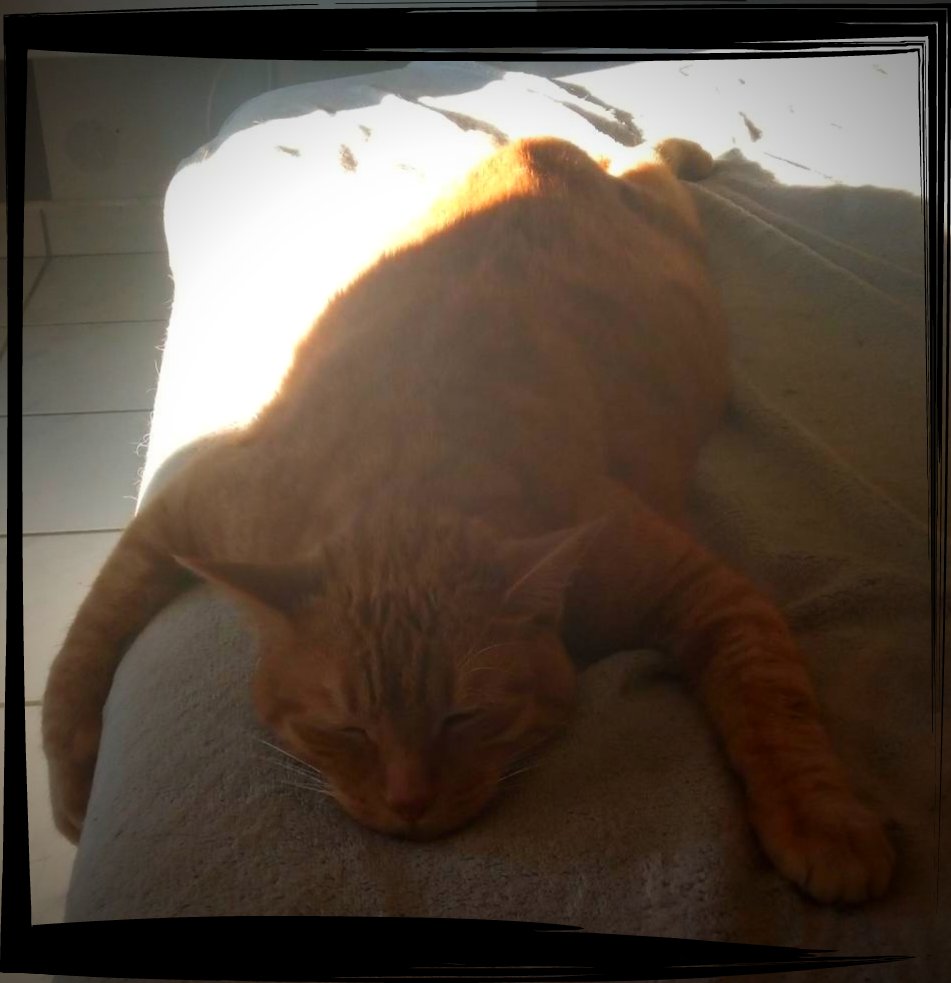 FlambyVtuber's tweet photo. Une grosse patate étaler comme une crêpe sur le canapé 😂😂Mr boubou a chaud !☀️
.
.
#animaus #chat #cat #chatdrole #soleil #canicule https://t.co/odIZvCt5U6