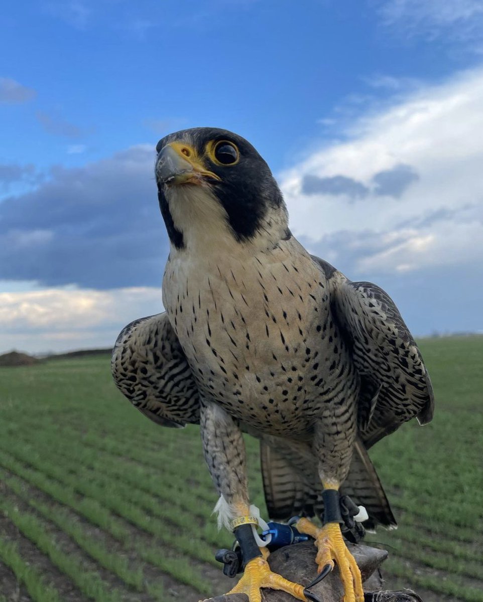 The Peregrine Falcon is the fastest member of the animal kingdom! They can reach speeds from 320 kilometres an hour (200 mph)! These birds aren’t just fast though, they’re also incredibly durable! It’s believed that the Peregrine travels between continents to mate or find food!