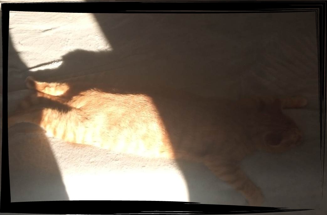 FlambyVtuber's tweet photo. Une grosse patate étaler comme une crêpe sur le canapé 😂😂Mr boubou a chaud !☀️
.
.
#animaus #chat #cat #chatdrole #soleil #canicule https://t.co/odIZvCt5U6