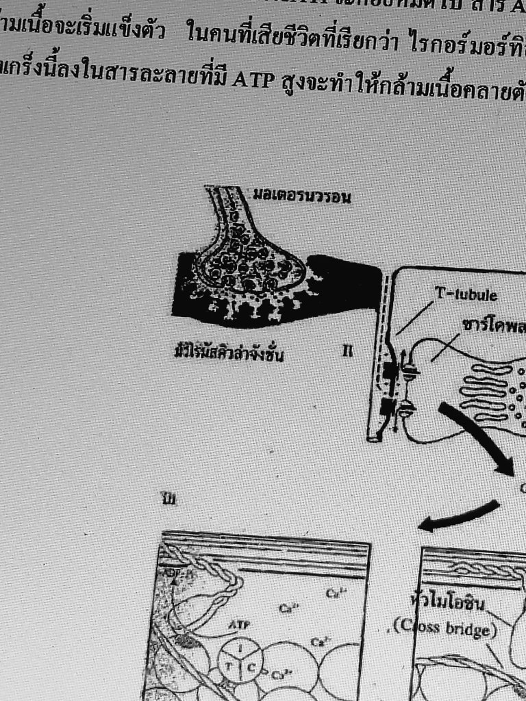 zeenoxl's tweet photo. Actin Myosin จะทำผมบ้าตาย https://t.co/S3cianWXe8