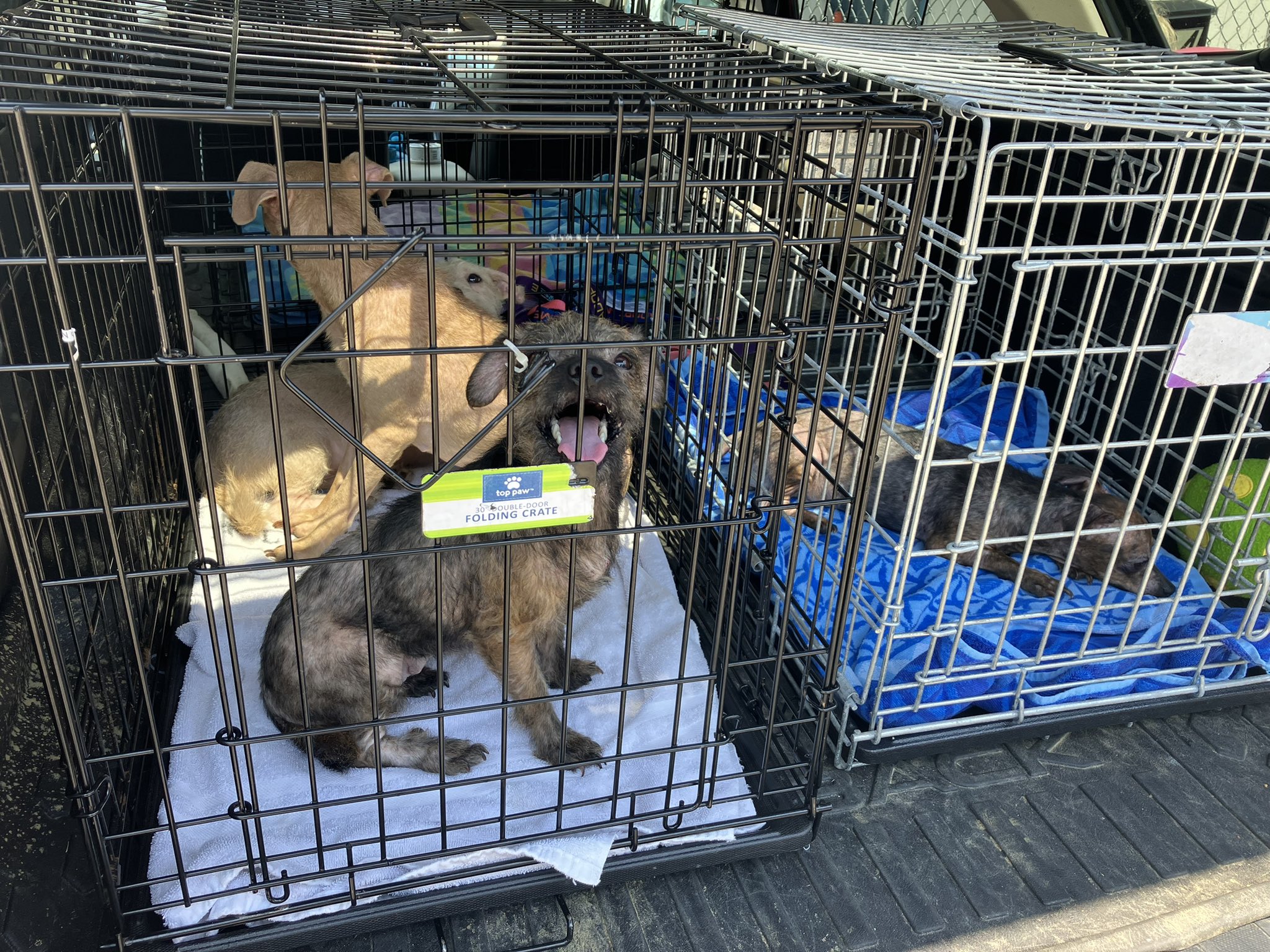 Nearly 40 dogs were removed from deplorable conditions