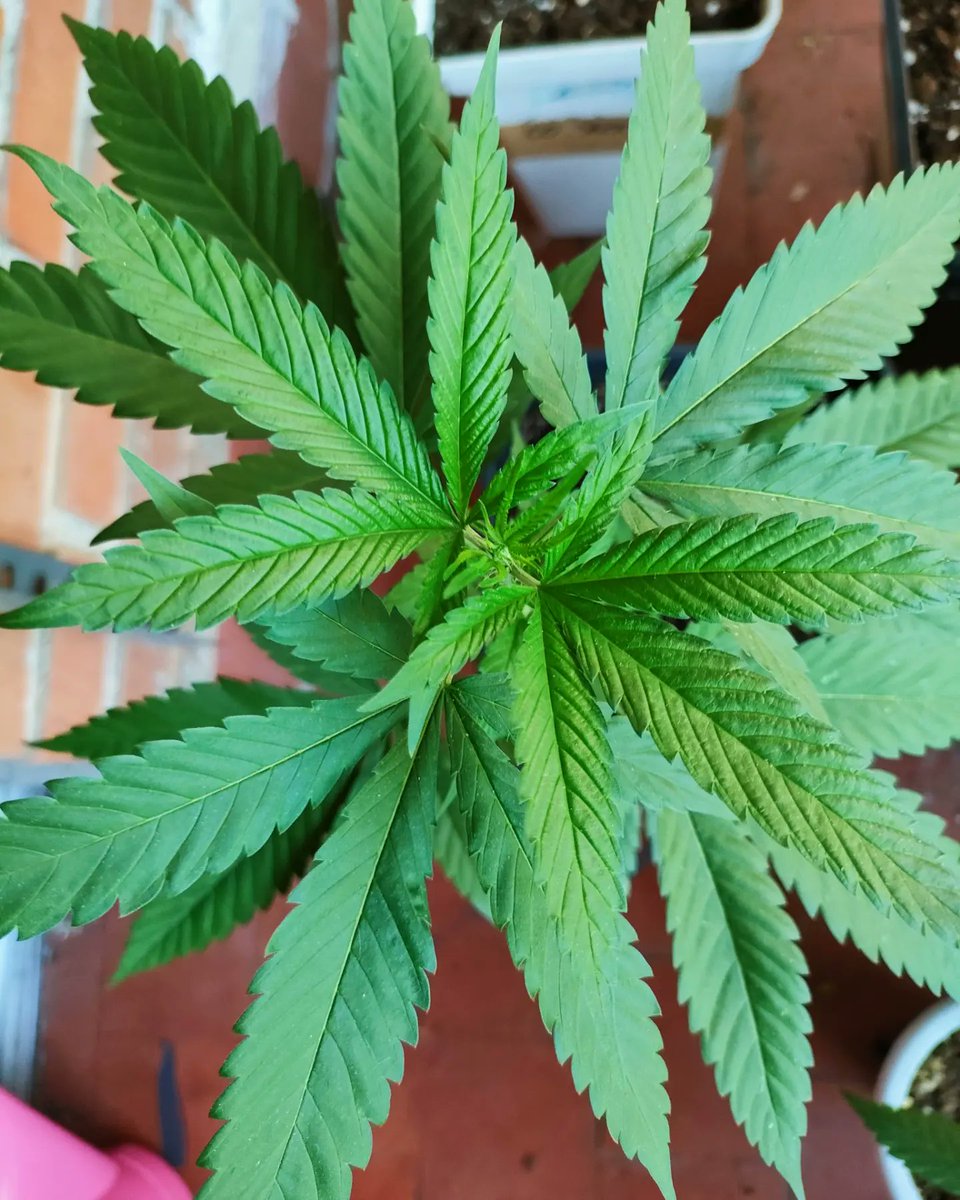 Mareaverdelibre's tweet photo. @DispensaryESP
@GoldBlondBeach @KannabiaSeeds @IntKannabia @Rkiemseeds  @positronicsseed @PhiloSeeds @AlchimiaGrow  @Medicalseeds_
@sweetseeds_es @DeliciousSeeds y alguna #landrace de la casa.👌

Si pretenden que dejé de #Autocultivar.... ¡LO LLEVAN CLARO!!.🤣🤣🤣 https://t.co/2wa9InZUO7