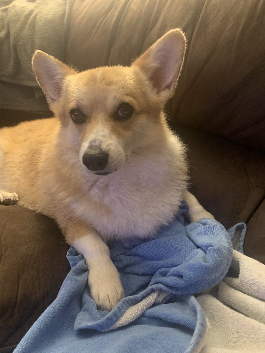 Sirpa_Anneli's tweet photo. 20 min suihku . Puhdasta tuli. #corgi #cindi https://t.co/FwZdOBbKEF