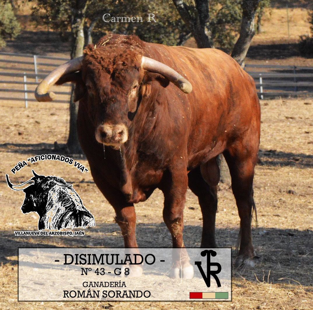 TorosEnJaen's tweet photo. 🏟 𝗩𝗩𝗔. 𝗗𝗘𝗟 𝗔𝗥𝗭𝗢𝗕𝗜𝗦𝗣𝗢 | 
“Disimulado” de #RomanSorando, es el 🐂 elegido por la 𝗣𝗲𝗻̃𝗮 𝗱𝗲 𝗔𝗳𝗶𝗰𝗶𝗼𝗻𝗮𝗱𝗼𝘀 𝗱𝗲 𝗩𝘃𝗮. para la capea del 𝘀𝗮́𝗯𝗮𝗱𝗼 𝟭𝟬 𝗱𝗲 𝘀𝗲𝗽𝘁𝗶𝗲𝗺𝗯𝗿𝗲, tras el encierro urbano ⬇️ https://t.co/6sAO49gb61