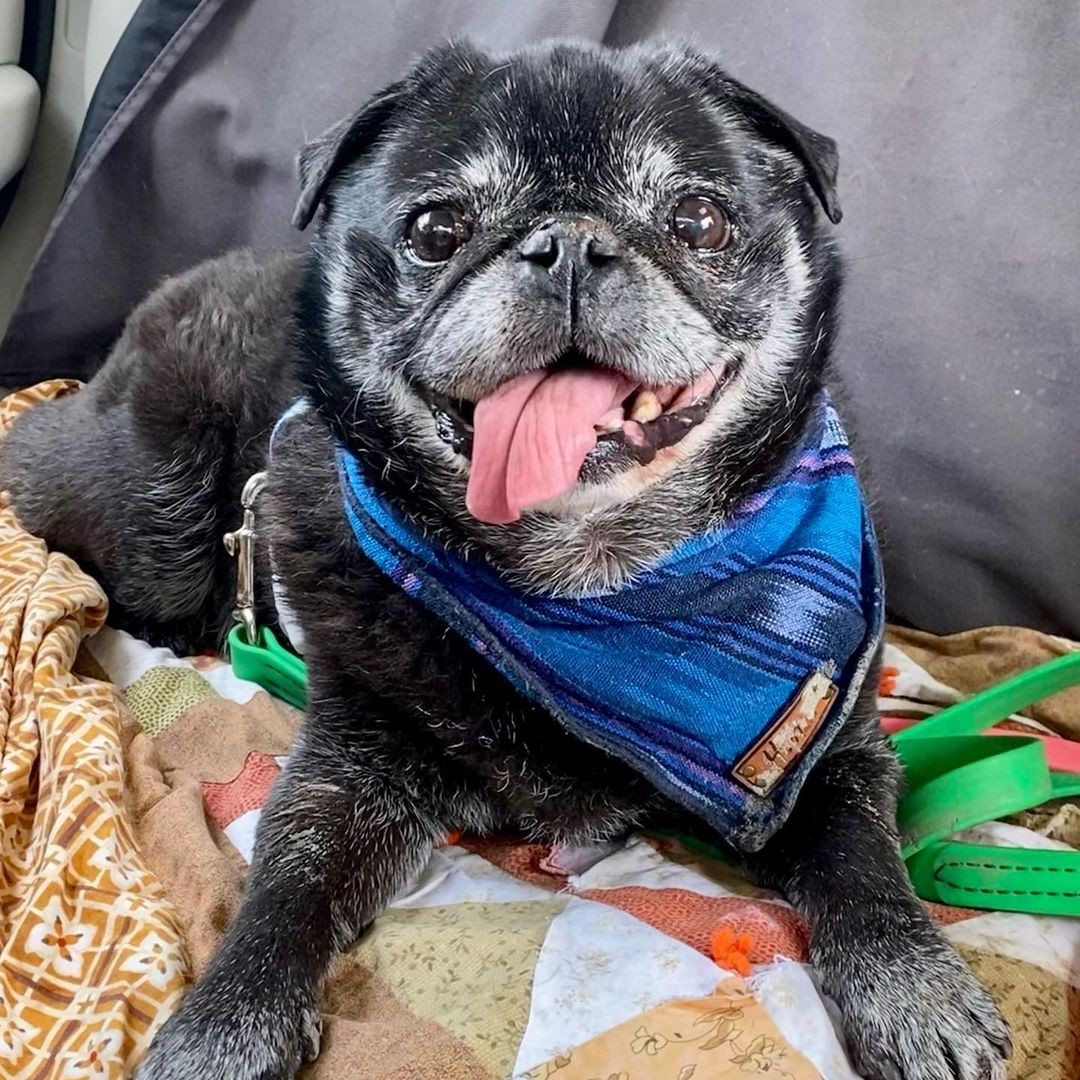 It's another #tongueouttuesday 😜 be sure to celebrate with us by tagging us in your #tot pics.