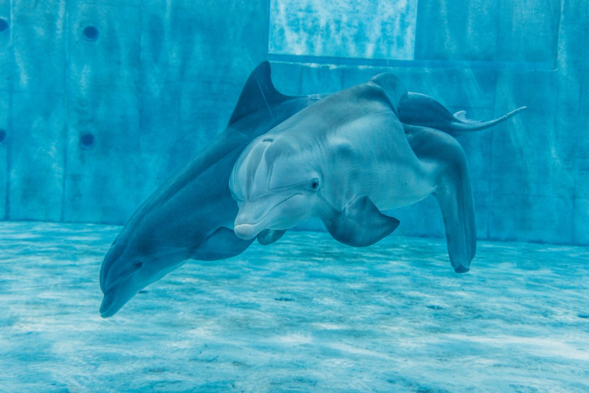 Winter &amp; PJ had a very special bond! 💓 #WinterInspiresForever