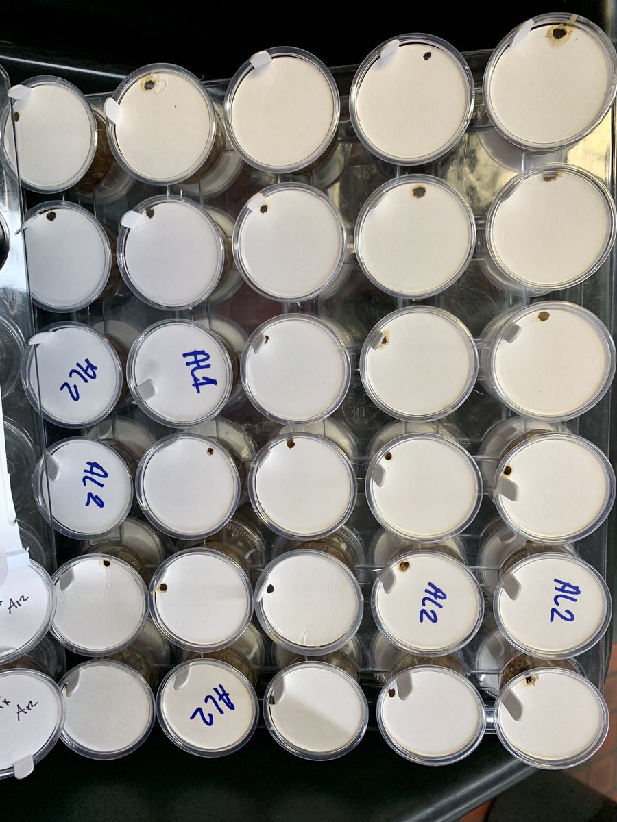DominicDReisig's tweet photo. When we collect #bollworm in the field and bring them into the lab they are truly wild. Nearly all will eat through these paper lids. Within one generation they will adapt to being in colony and stop this behavior. I avoid using colony insect when possible @ScottGraham72 https://t.co/CI0yQQrbhU