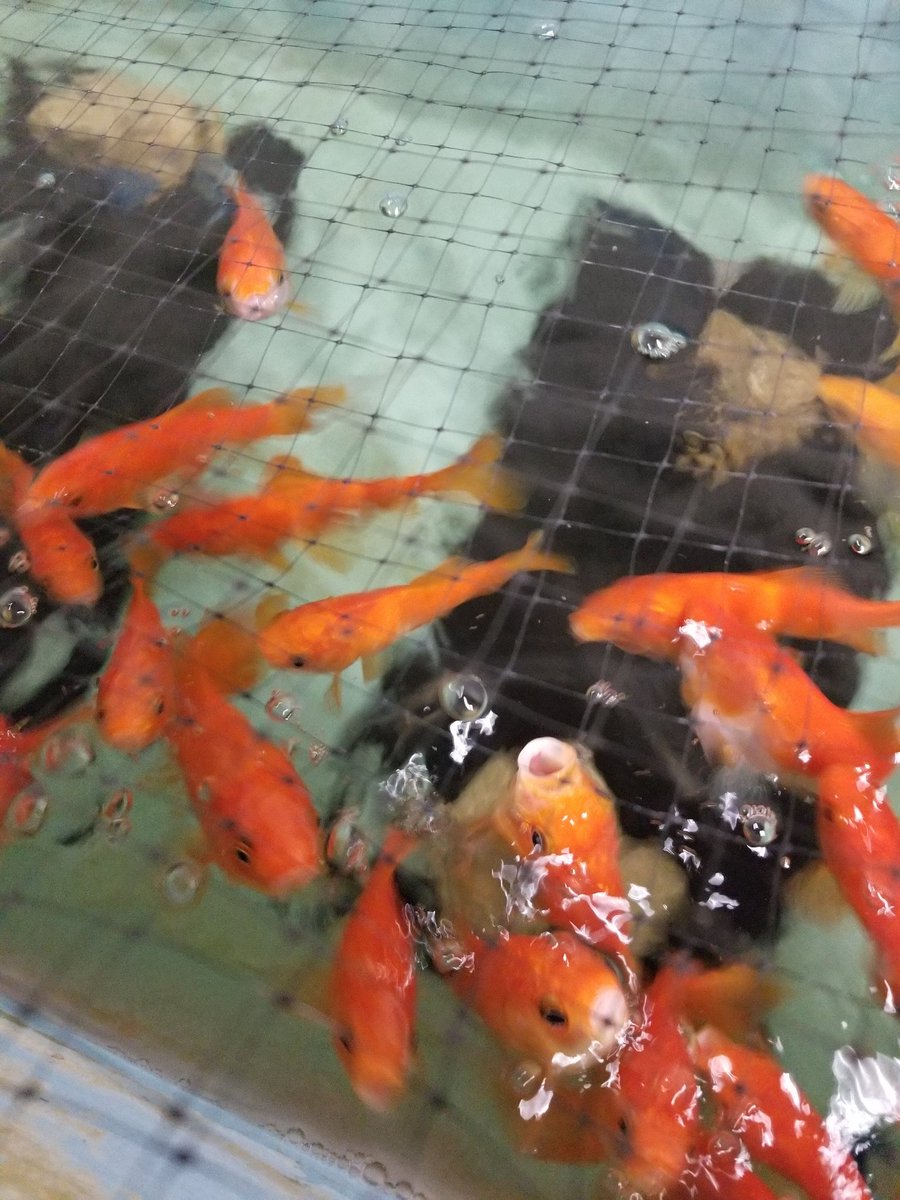 I got awarded an NSF EAGER grant to understand how fish can smell under hypoxic conditions (an increasing occurrence due to global climate change). Looking forward to explore different mechanisms of olfaction in aquatic vertebrates!
#WomenInSTEM