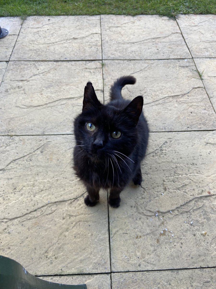 HelenaPrettyman's tweet photo. Said goodnight to my beautiful angel baby Thomas tonight. Thank you for over 18 years of love and purrs. I love you so much and always will 🐾 #rescuecat #rescuedontbuy https://t.co/2y45hV7D6J