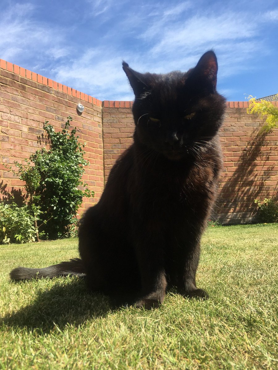 HelenaPrettyman's tweet photo. Said goodnight to my beautiful angel baby Thomas tonight. Thank you for over 18 years of love and purrs. I love you so much and always will 🐾 #rescuecat #rescuedontbuy https://t.co/2y45hV7D6J