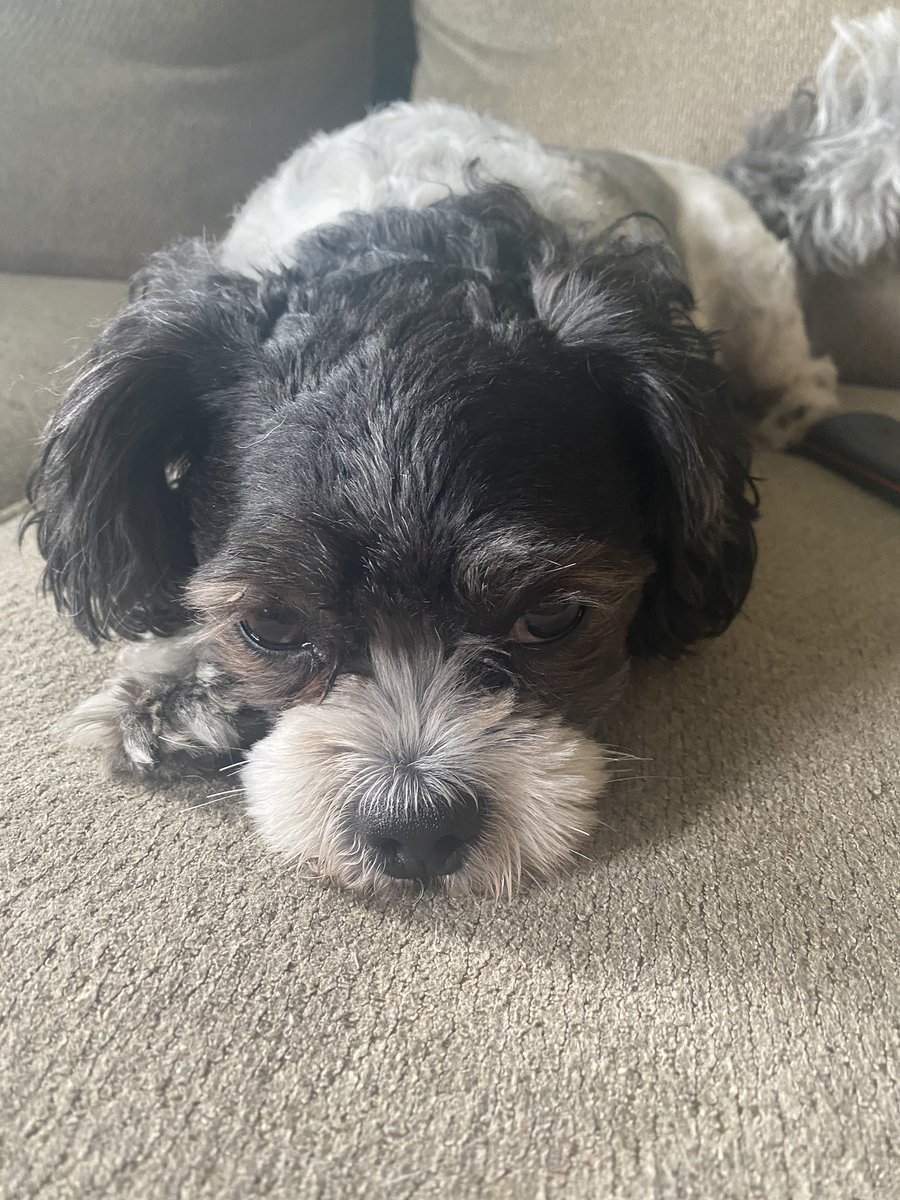 jaxxflo's tweet photo. LOST DOG IN INDIANAPOLIS INDIANA around 71st and Ditch Rd. Got out of the backyard on August 9th near Country Brook condominiums &amp; Westlane Middle school. He is a small Shih Tzu Maltese with a blue &amp; green collar. His name is Moose 😢 please help me find my baby. https://t.co/Hk6NWbXEt4