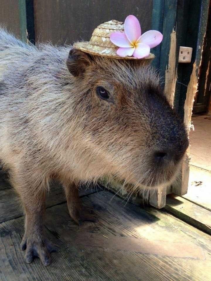 CAPYBARA_MAN's tweet photo. nice hat 🌸 https://t.co/Na49smK21p