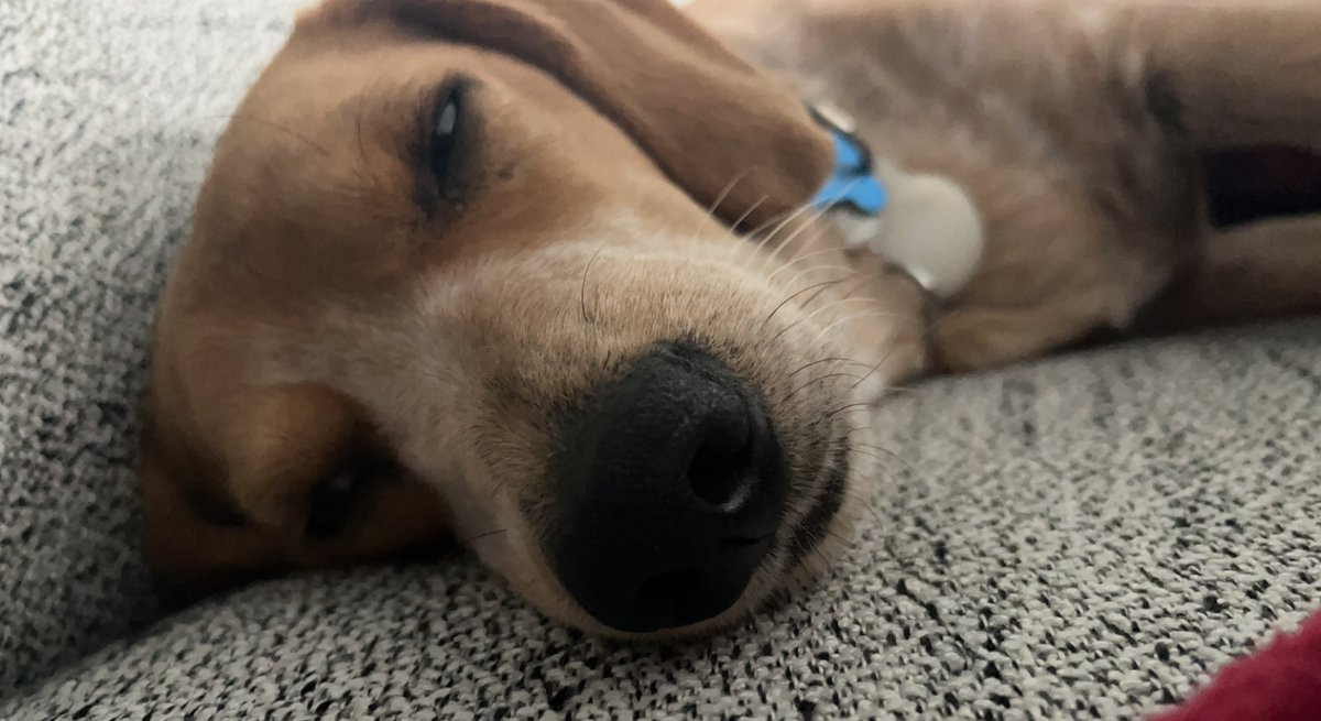 Boop