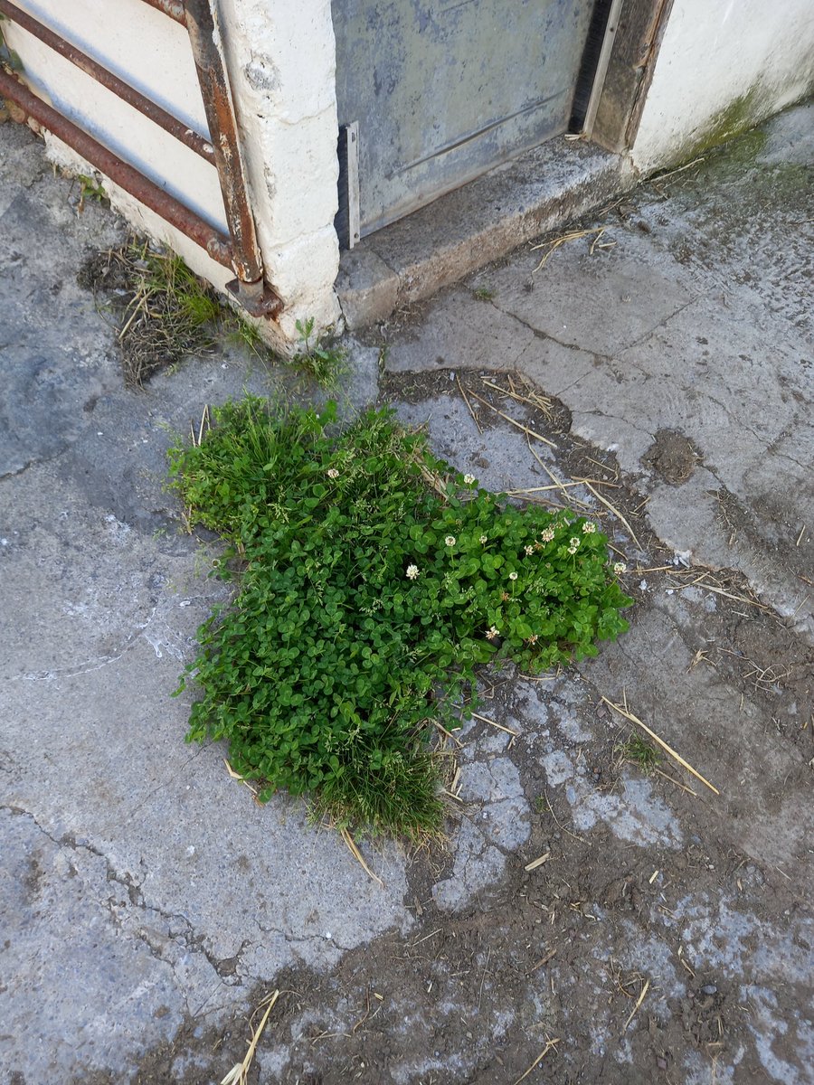 What does it say about us that we have plantain, red clover and white clover growing in the farm yard? 🤔