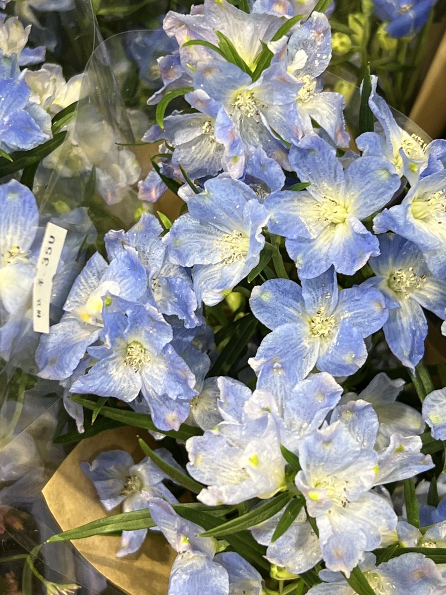 HISARON's tweet photo. 花。 https://t.co/mYbYsQcoew