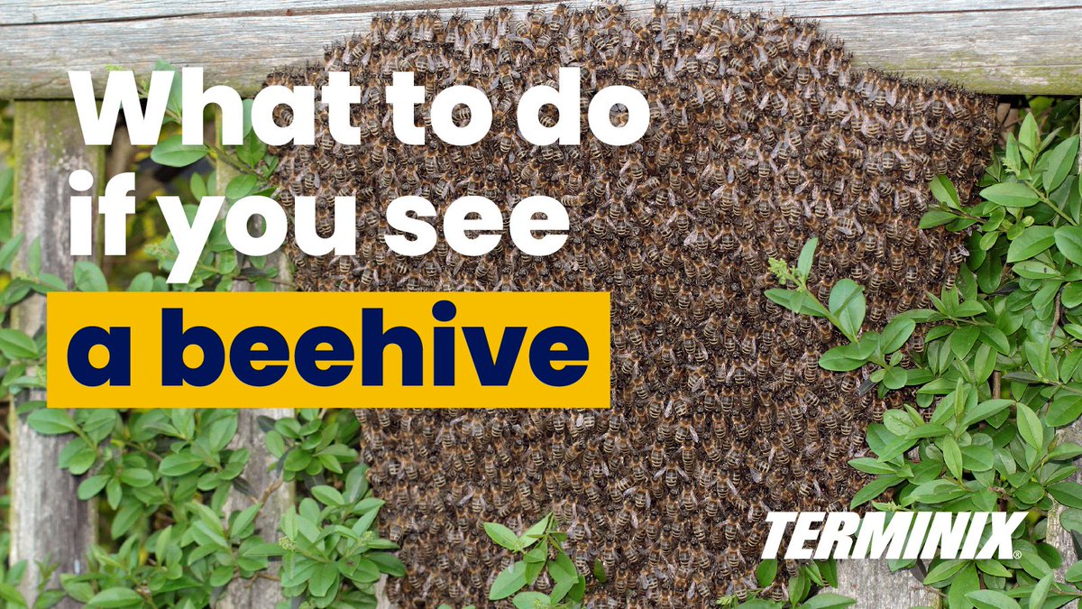 Stumbling across a beehive near your home can be startling. Although your first instinct may be to knock it down immediately, there are a few things you should consider first. Here are 6 steps to consider if you see a swarm of bees: terminix.com/blog/diy/6-ste…