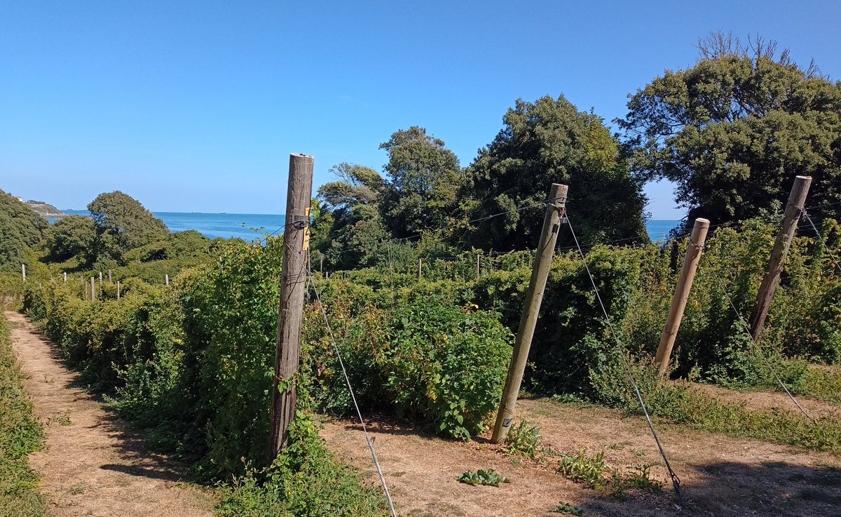 Alastair Culham tweet media